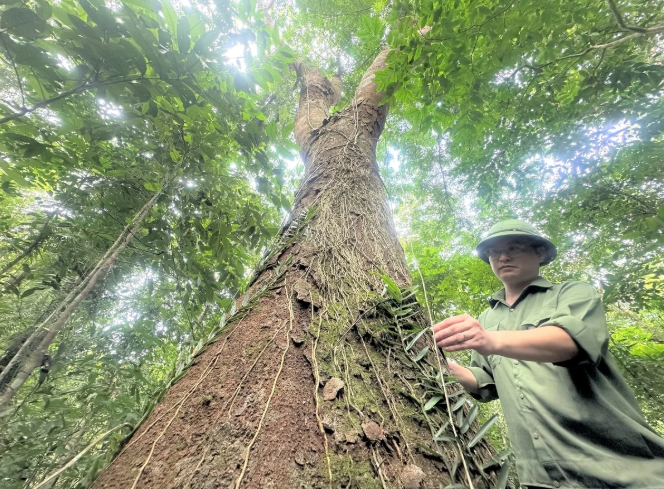 ERPA đóng góp hiệu quả giảm phát thải khí nhà kính